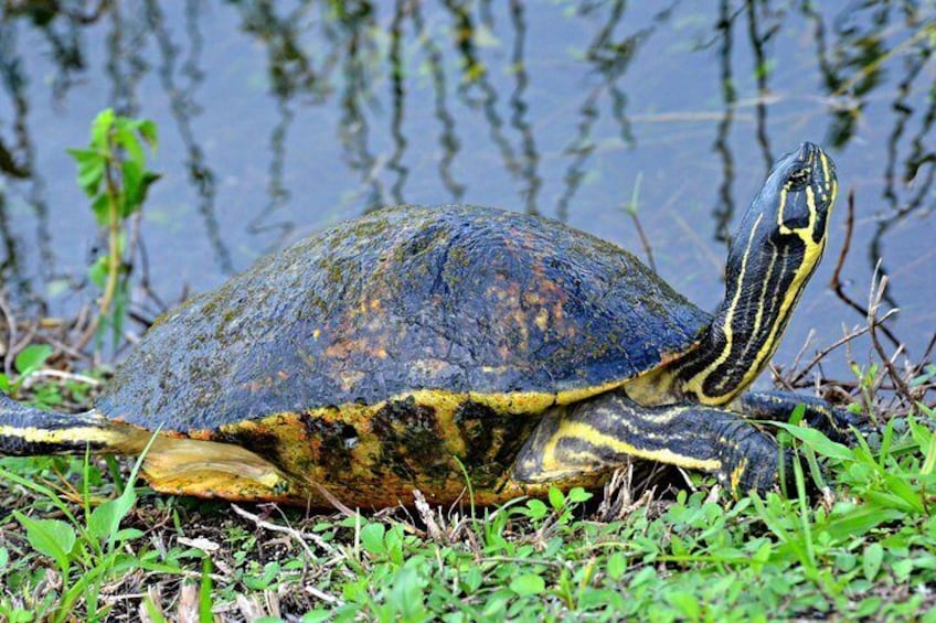 Look out for turtles