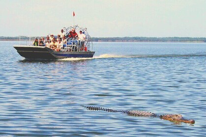 MIAMI: Ultimate Everglades Airboat, Wildlife Show and Transfer