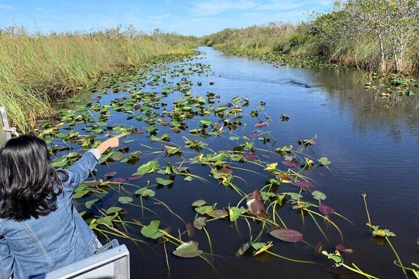 Everglades Airboat 30-60 minutes with or without transportation