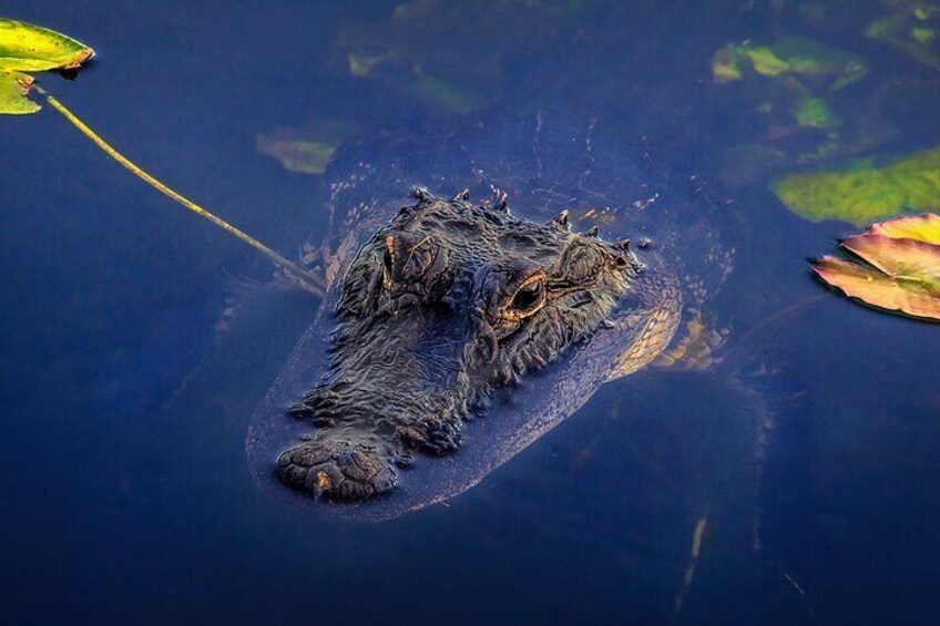 Everglades Airboat 30 or 60 min with pickup or self drive options