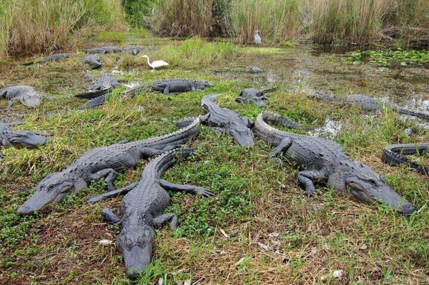 Everglades Airboat 30 or 60 min with pickup or self drive options