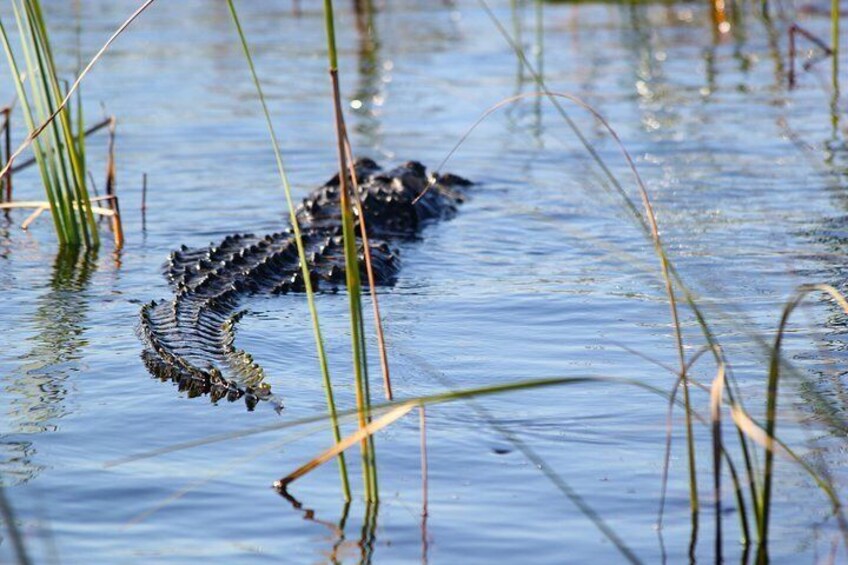 Gators in their habitat