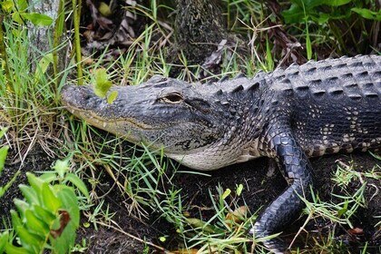 Expérience en hydroglisseur dans les Everglades et réserve faunique