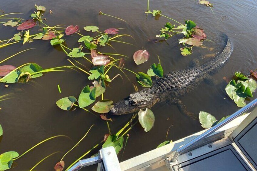 Everglades Airboat 30-60 min - with transport from/to Miami or drive yourself