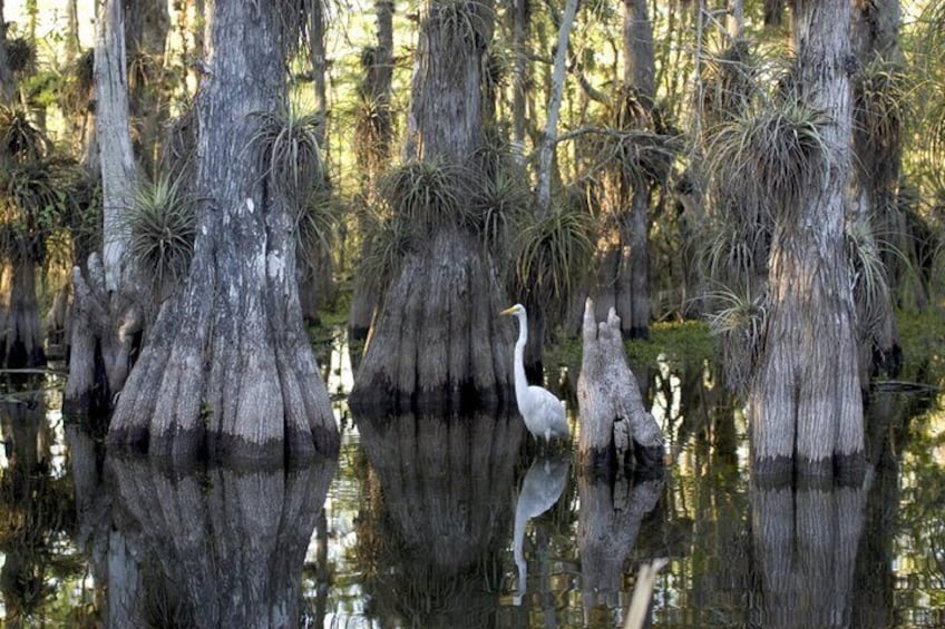 Everglades Beauty