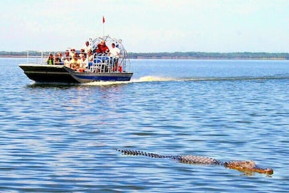 Luftbåt- dyrelivshow i Everglades med henting om morgenen eller ettermiddag...