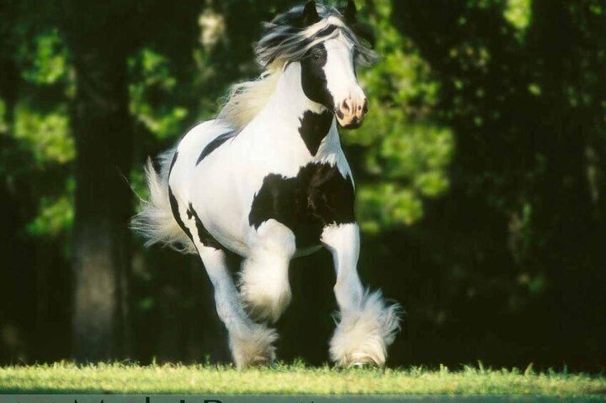 Show item 5 of 9. Cushti Bok, the horse that started it all.