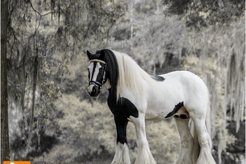 Show item 1 of 8. Skip the Line: Gypsy Gold Horse Farm Tour Ticket