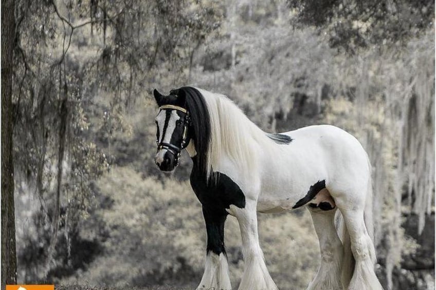 Show item 2 of 9. King William, a Gypsy Vanner Horse Stallion