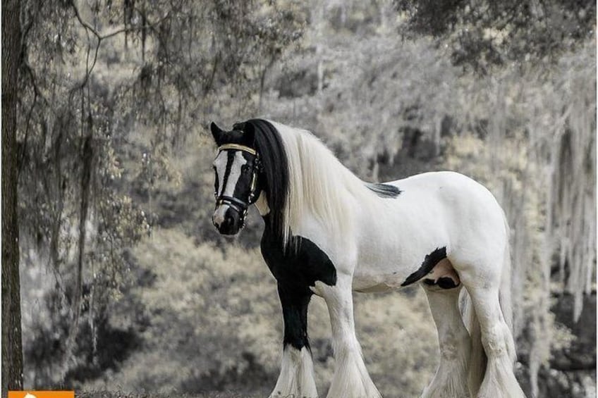 King William, a Gypsy Vanner Horse Stallion 