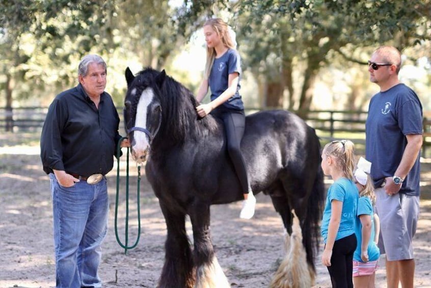Gypsy Gold Horse Farm Tour with Entry Ticket