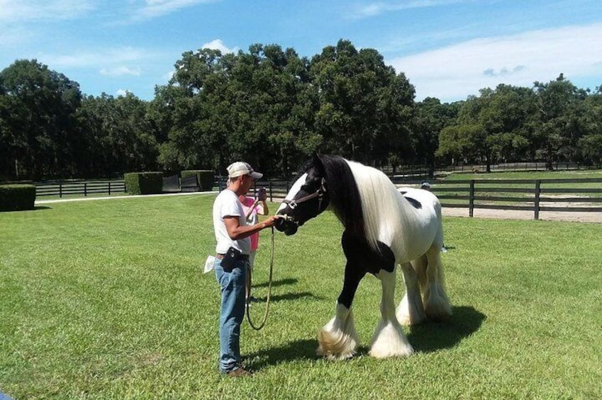 Gypsy Gold Horse Farm Tour with Entry Ticket