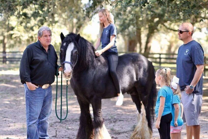 Show item 3 of 8. Skip the Line: Gypsy Gold Horse Farm Tour Ticket