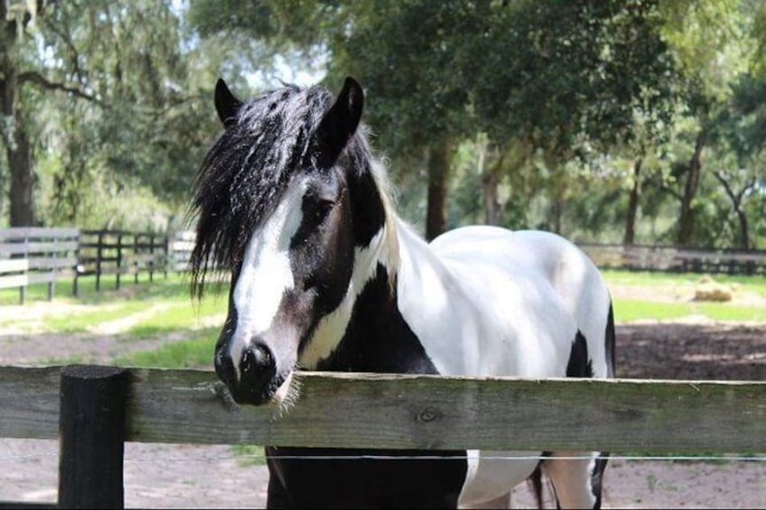 Show item 2 of 8. Skip the Line: Gypsy Gold Horse Farm Tour Ticket