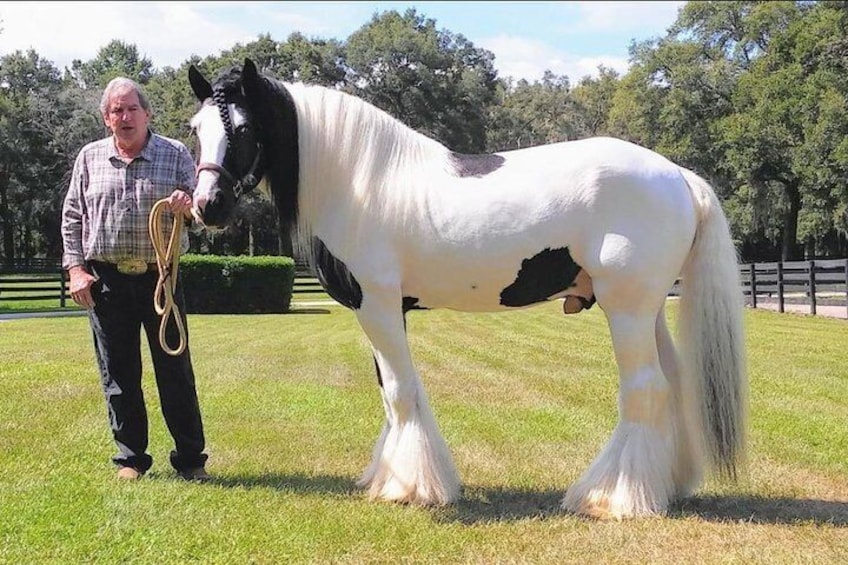 Gypsy Gold Horse Farm Tour with Entry Ticket