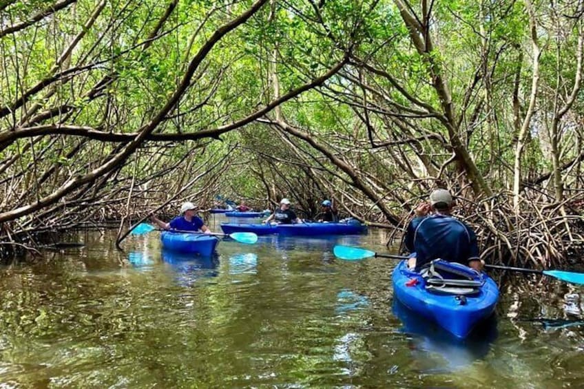 Saint Petersburg Mangrove Kayak Tour