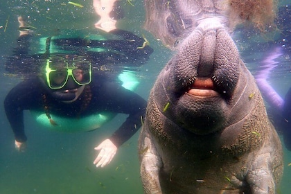 Private Manatee Tour in Crystal River
