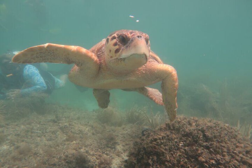 Key West SNUBA Experience