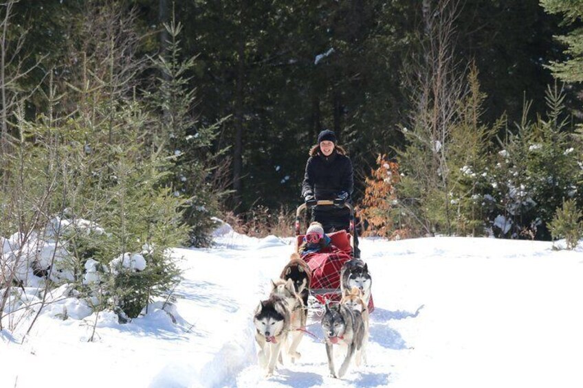 Dogsled Adventure in Mont-Tremblant