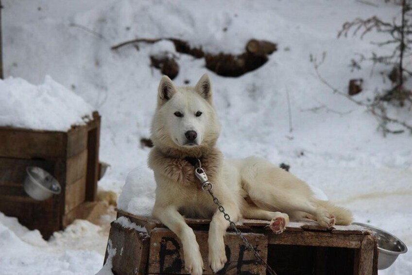 Dogsled Adventure in Mont-Tremblant