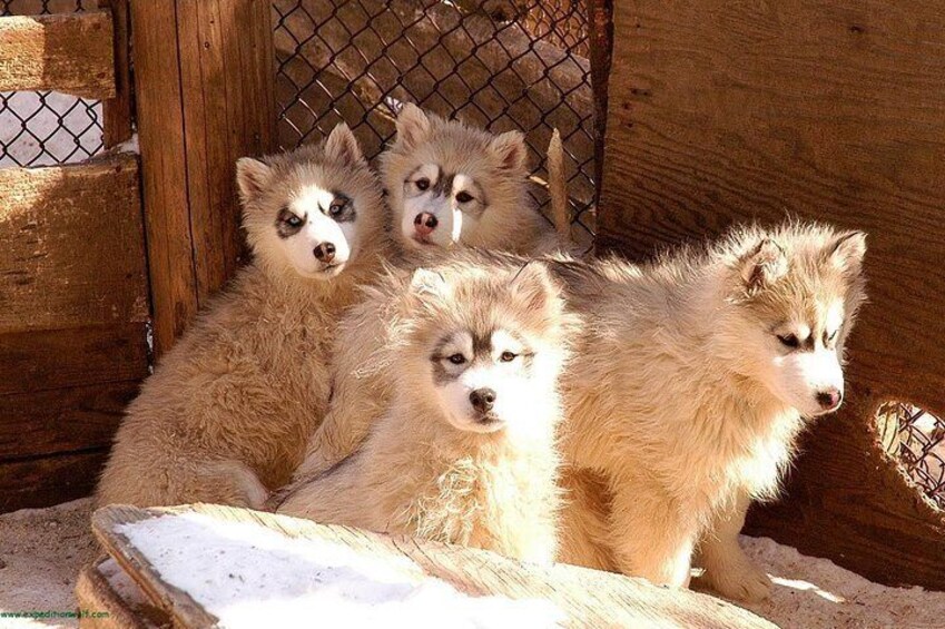 Dogsled Adventure in Mont-Tremblant