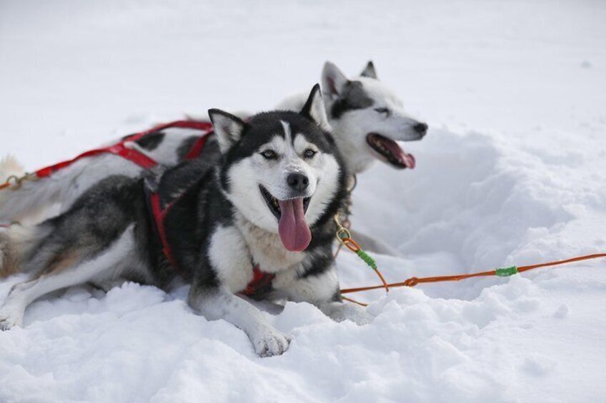 Dogsled Adventure in Mont-Tremblant