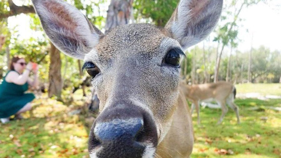 Florida Keys Nature & History Tour from Key West