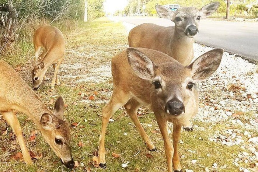 Endangered Key Deer