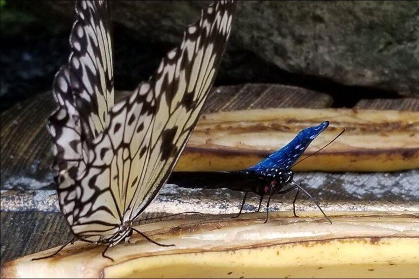 Butterfly Rainforest at Florida Museum of Natural History Ticket