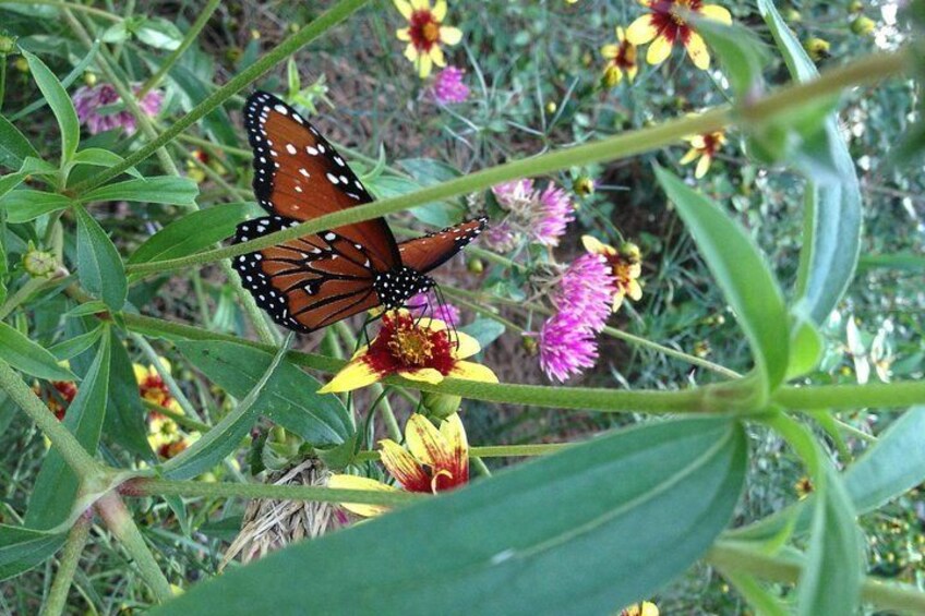 Butterfly Rainforest at Florida Museum of Natural History Ticket