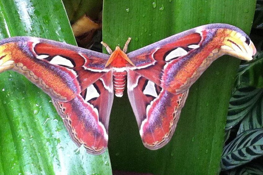 Butterfly Rainforest at Florida Museum of Natural History Ticket