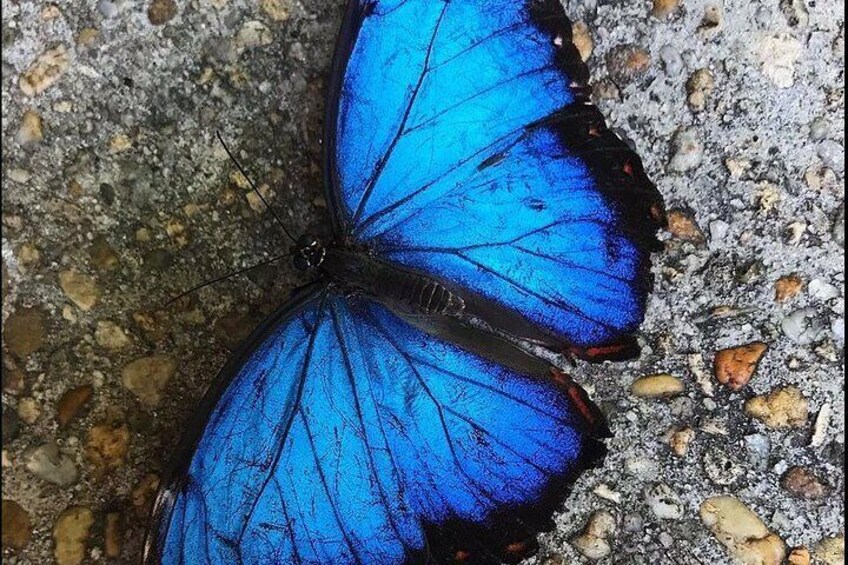 Butterfly Rainforest at Florida Museum of Natural History Ticket