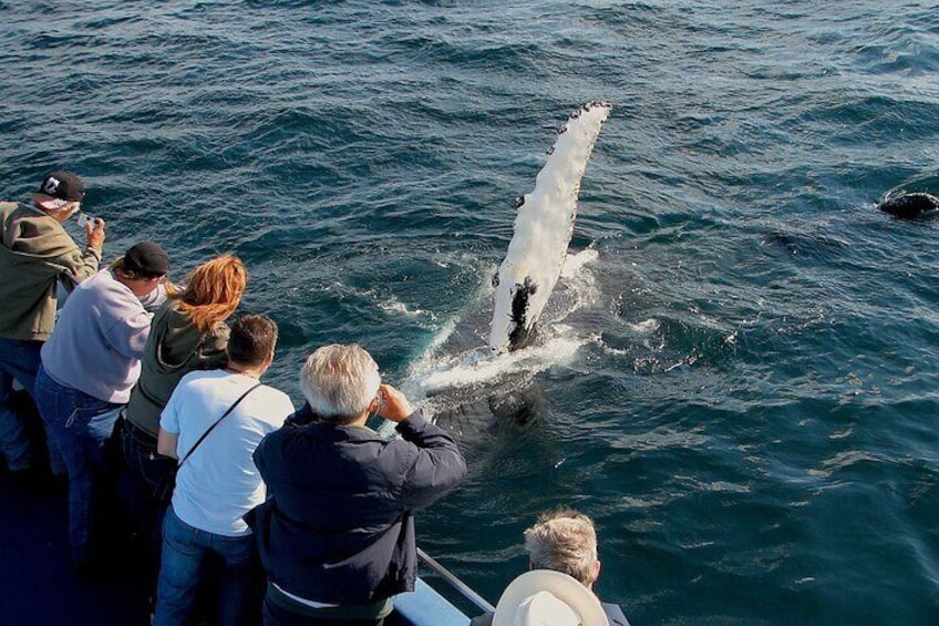 A humpback waves at Gatherall's guests.