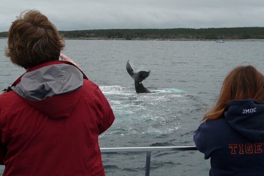 Gatherall's tour boat features the most space for guests to spread out and watch the whales.