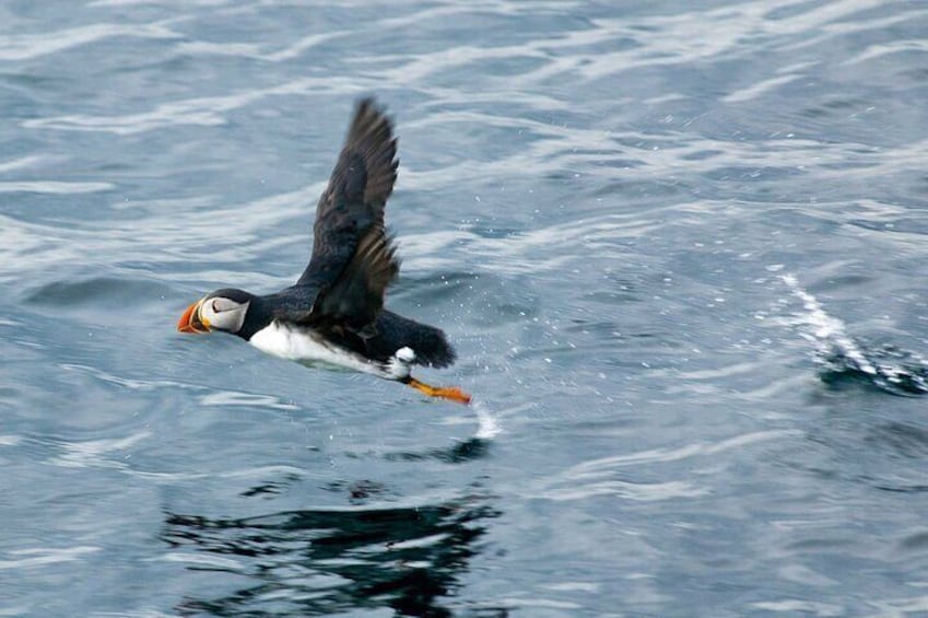 Gatherall's tours feature the Witless Bay Ecological Reserve - home of the Atlantic Puffin.