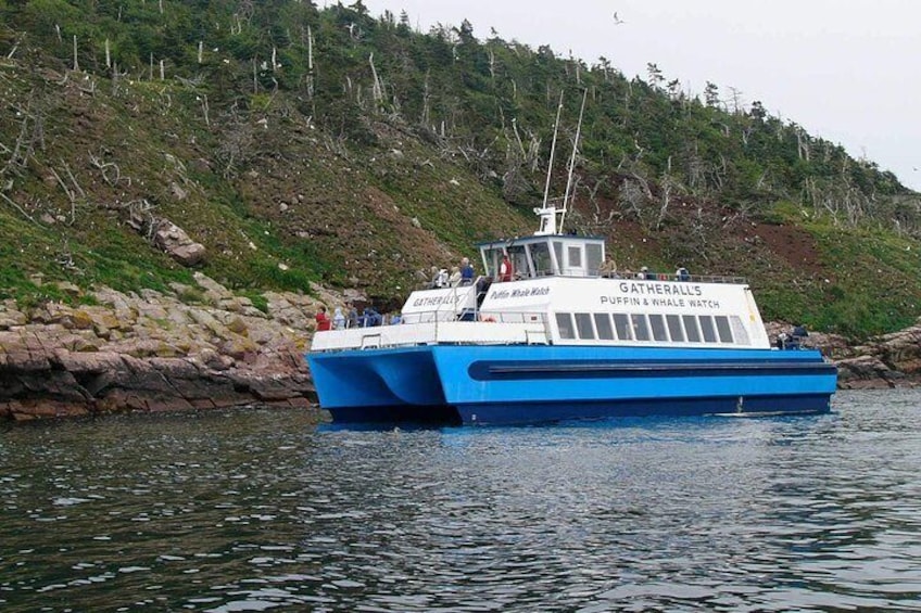 Newfoundland Puffin and Whale Watch Cruise