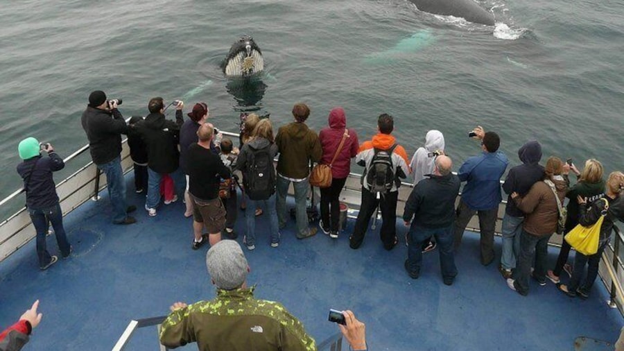 Peak whale season for Gatherall's is mid-June to mid August. Sightings before & after peak are a bonus.