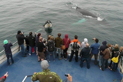 Newfoundland Puffin and Whale Watch Cruise