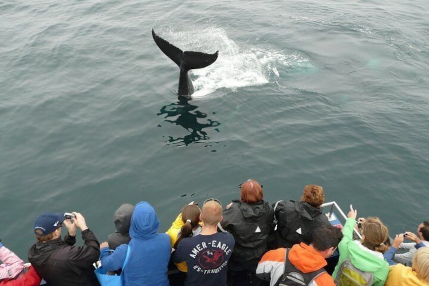Wild Whales
