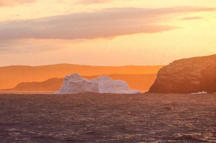 Iceberg sightings vary each season. Late spring / early summer is typically best for spotting icebergs with Gatherall's.