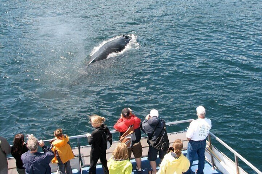 Gatherall's guests get "kissed" by the blow of a humpback.