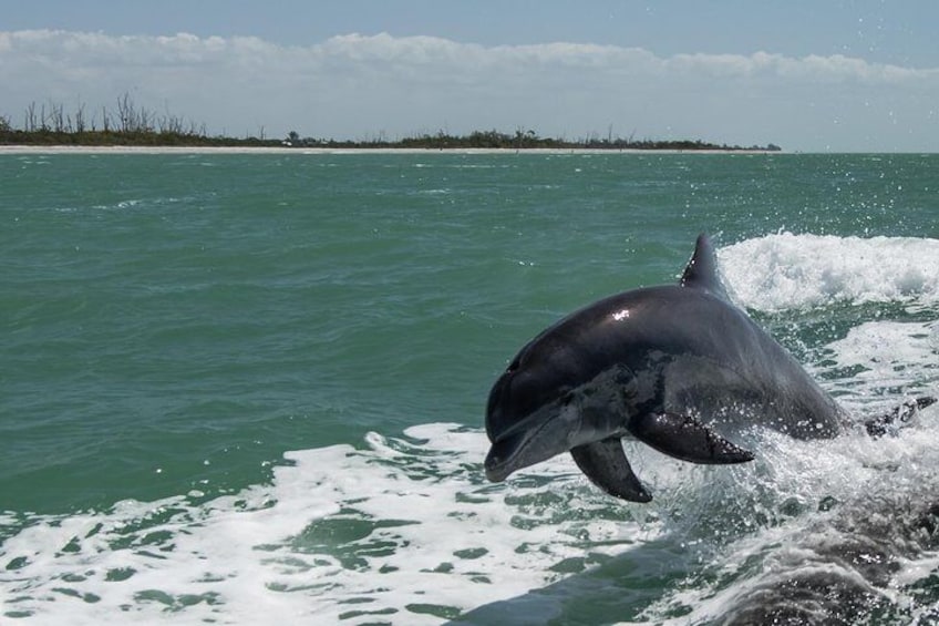 dolphin jumping in the boat wake
