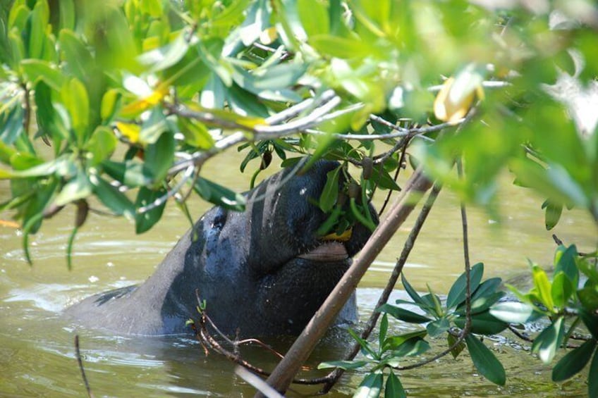 Manatees