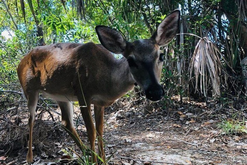 Full-Day Tour of Florida Keys Including Aquarium Encounters from Key West