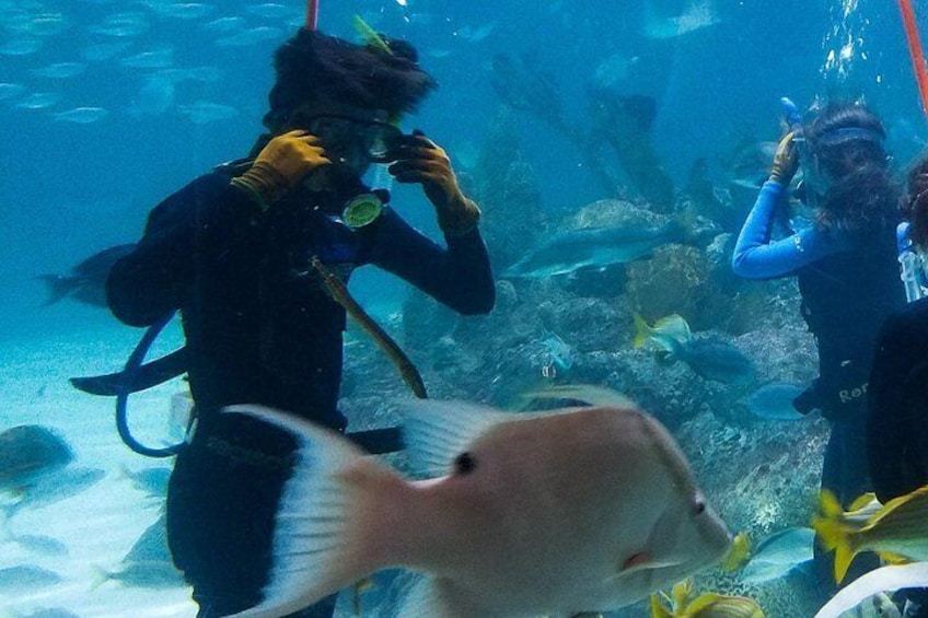 Add a Coral Reef Encounter & immerse yourself in the Aquarium!