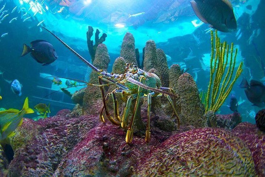 Florida Lobster in the Coral Reef Aquarium