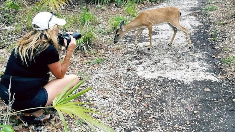 Photograph endangered Key Deer
