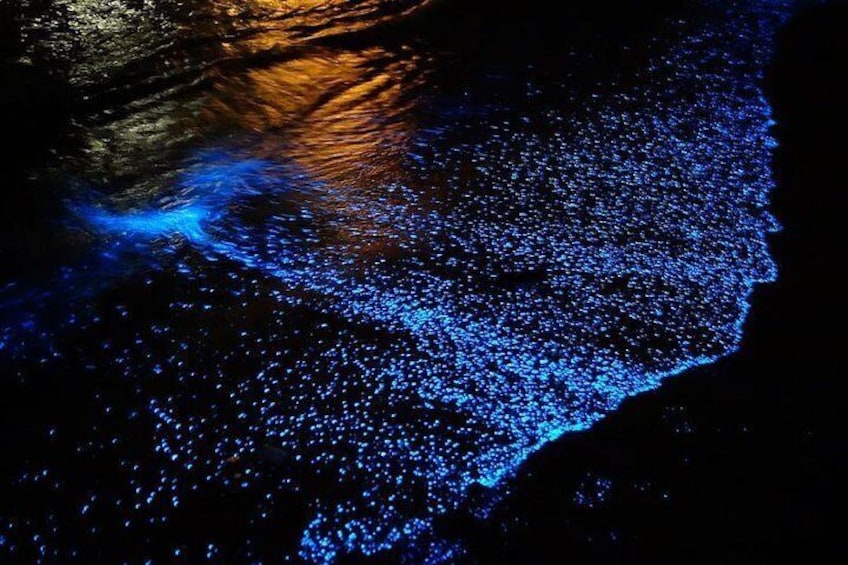 Bioluminescence on the shoreline