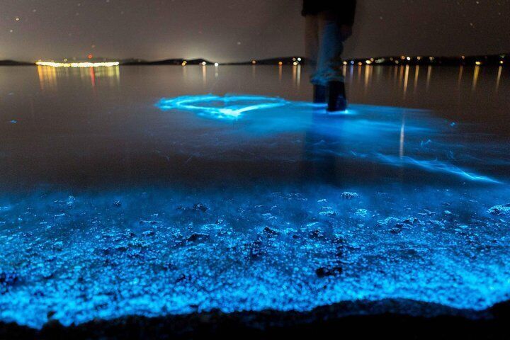 Florida Bioluminescence Kayaking Tour | Haulover canal (Titusville)