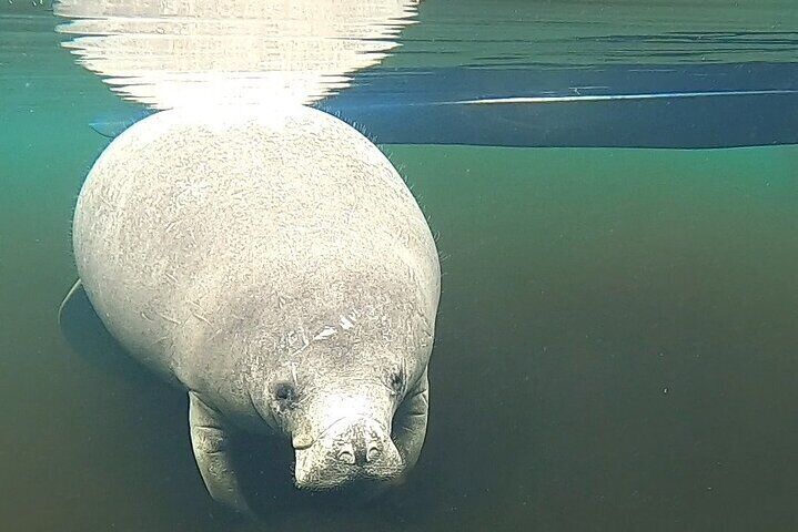 encounter-manatee-while-kayaking-at-blue-springs-state-park